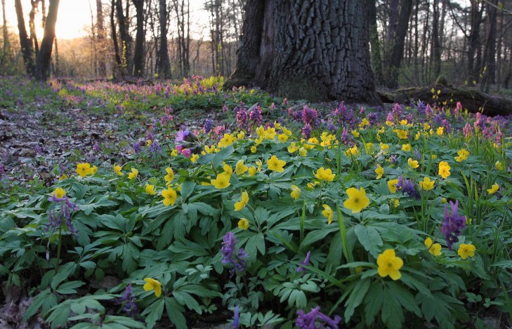 Первоцветы Голосеево